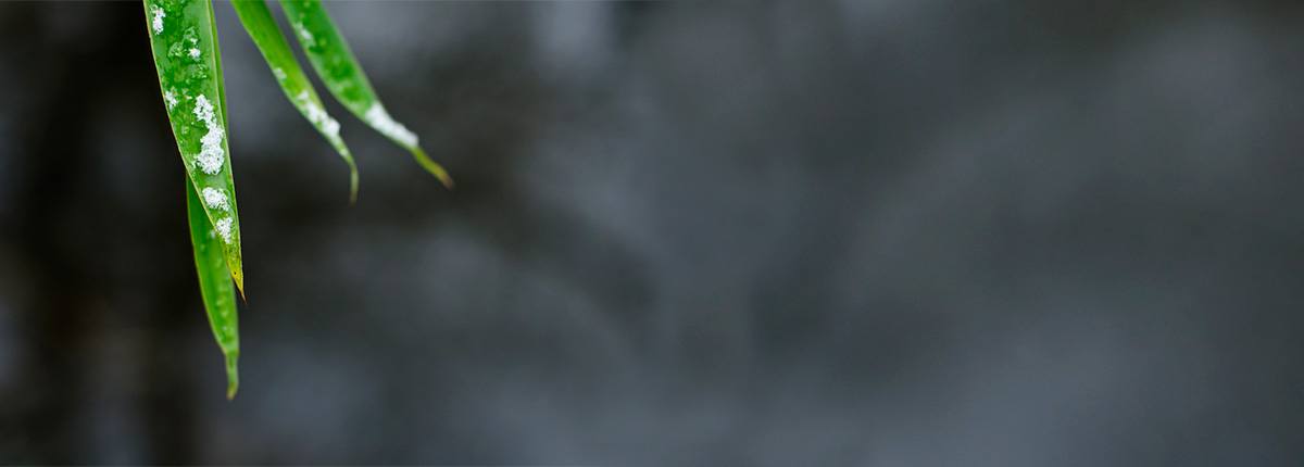 1200×430-Mindfulness